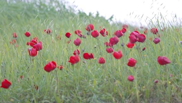 דרך הבשור. קרדיט צילום רשות מקרקעי ישראל