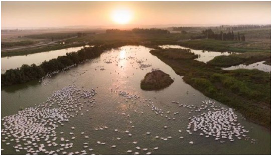(אגמון חפר – פארק הציפורים עין החורש (צילום: חיים שפיר