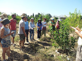 ​יער המאכל בקדרון, (צילום: סער אוסטרייכר)