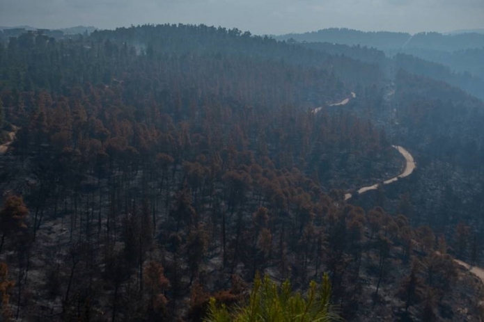 צילום: אורטל צבר