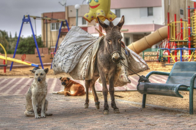 אור אלכסנברג - ציון לשבח