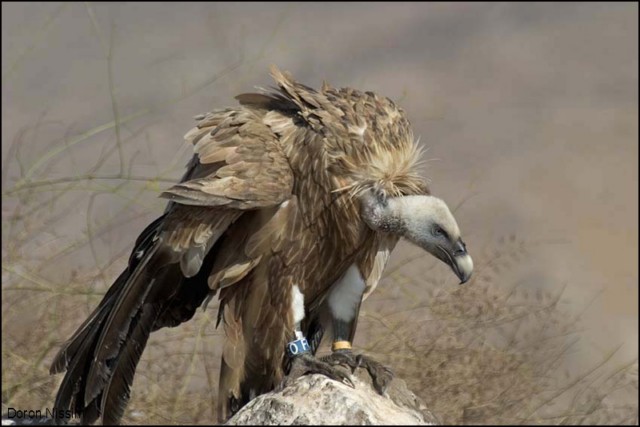 נשר מטובע בגמלא(צילום:דורון ניסים) neshergamla