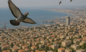 הרחקת יונים בחיפה: כך תשיבו לעצמכם את השקט והניקיון הרחקת יונים בחיפה