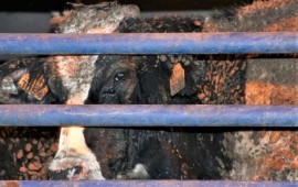 משרד החקלאות יקיים מחר דיון על המשלוחים החיים של בעלי חיים המיובאים לשיווק בשר טרי לצרכן הישראלי עגל מובל במשלוחים חיים. צילום: ישראל נגד משלוחים חיים