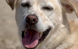 חדש במגדל העמק: תשלום חיסון כלבים באינטרנט צילום: אילוסטרציה