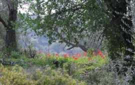 טיולי פריחה במגפיים: שישי צבעוני בחבל בנימין לכל המשפחה תיירות חבל בנימין מזמינים לסיורים חינמיים במסלולי טיול צבעוניים ומרהיבים