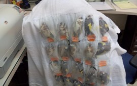 שלושה נוסעים ששבו מירדן ניסו להבריח למעלה מ- 120 ציפורי שיר צילום:משרד החקלאות