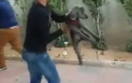 כתב אישום נגד הצעיר שהתעלל בכלבה