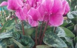 עונת הרקפות נפתחה