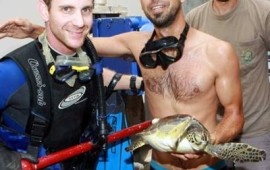 צבי הים אדווה ונידל חוזרים למים tutlesave