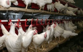 הח"כים יכריעו: האם תרנגולות ייכלאו בכלובים שנאסרו ב-32 מדינות?