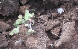 ונדליזם בפארק המעיינות: 200 שתילים נעקרו ע"י אלמונים