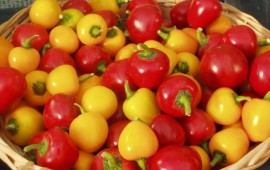 טיולים בערבה: מחממות פלפל השוקולד אל הפרדס הדרומי ביותר בעולם cyclepeper