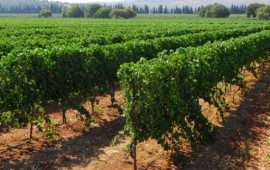 טיול לפסח: אל פריחת הדובדבן במטולה וטעימות יין בהרי הגליל