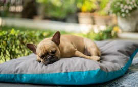 למה חייבים פדים לכלב כאשר מביאים גור חדש ? קרדיט לתמונה Freepik