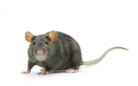 איך יודעים שיש עכבר בבית? קרדיט תמונה FREEPIK