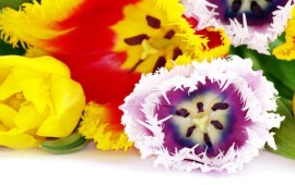 שדרוג הגינה עם פרחי קיץ פרחים לקיץ