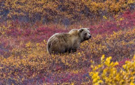 ארה"ב למתקדמים – אלסקה קרדיט : Shutterstock